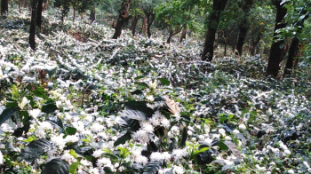 200acres coffee estate available near mullayyanagiri