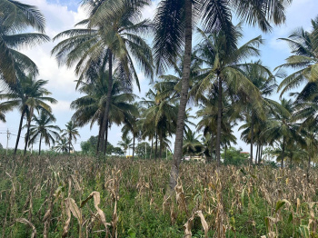 1 acre 5.5guntas Coconut plantation land for Sale