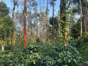 1.29 acre coffee plantation for sale