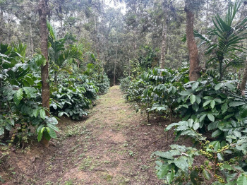 1.5 acre coffee and Areca plantation for sale in Sakleshpura