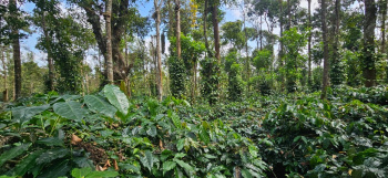 2 acre coffee estate for sale in Mudigere - Sakelshpura road