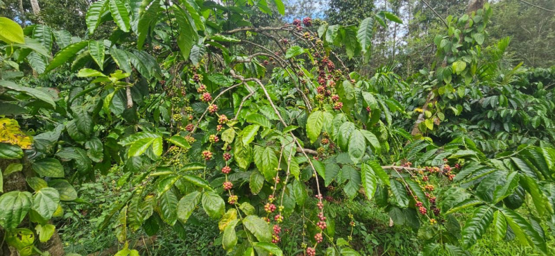 6 acre well maintained coffee estate for sale