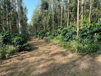 1 acre coffee estate for sale in Saklehspura