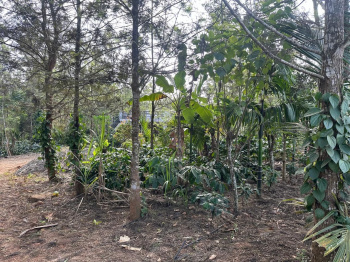 5.5 acre coffee estate with house for sale in Belur*