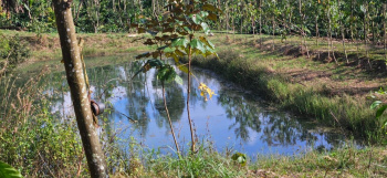 15 acre well maintained coffee estate for sale near Shanivarsanthe