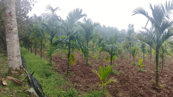 7 acre areca and coffee plantation for sale in Belur