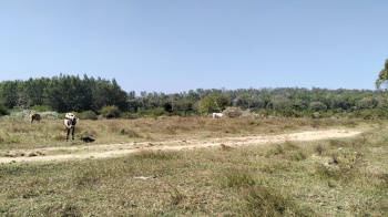 6 acre areca and coffee plantation for sale near Ballupete