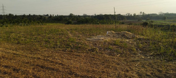 59160 Sq.ft. Residential Plot for Sale in Belur Hassan, Hassan