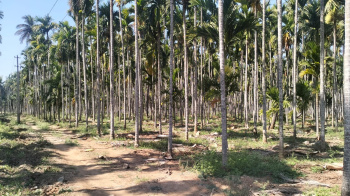 5 Acre Agricultural/Farm Land for Sale in Aldur, Chikmagalur