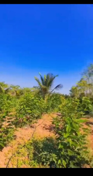 7.37 Acre Agricultural/Farm Land for Sale in Belavadi, Mysore