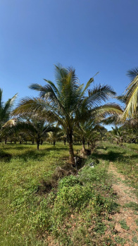 Agricultural/Farm Land for Sale in Doddaballapur, Bangalore (9.2 Acre)