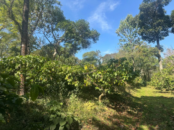 Agricultural/Farm Land for Sale in Mudigere, Chikmagalur (23 Acre)