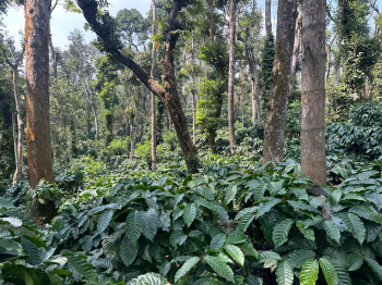 1.30 Acre Agricultural/Farm Land for Sale in Koduvalli, Chikmagalur