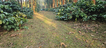 Agricultural/Farm Land for Sale in Sakleshpur, Hassan (4.36 Acre)