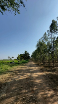 Agricultural/Farm Land for Sale in Doddaballapur, Bangalore (4 Acre)