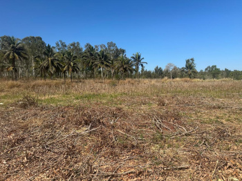 Agricultural/Farm Land for Sale in Belur Hassan, Hassan (2 Acre)