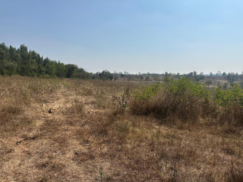 Agricultural/Farm Land for Sale in Belur Hassan, Hassan (2.5 Acre)