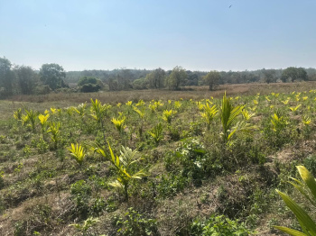 3.5 Acre Agricultural/Farm Land for Sale in Hebbalu, Hassan