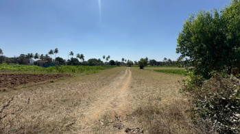 Agricultural/Farm Land for Sale in Nandi Hills, Bangalore (30 Guntha)