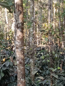 Agricultural/Farm Land for Sale in Belur Hassan, Hassan (3 Acre)