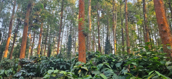 Agricultural/Farm Land for Sale in Sakleshpur, Hassan (4.36 Acre)