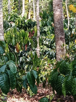 Agricultural/Farm Land for Sale in Sakleshpur, Hassan (1.35 Acre)