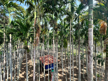 Agricultural/Farm Land for Sale in Gauribidanur, Bangalore (37 Guntha)
