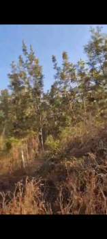 Agricultural/Farm Land for Sale in Kodlipet, Kodagu (30 Acre)