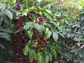 Agricultural/Farm Land for Sale in Sakleshpur, Hassan (613 Acre)