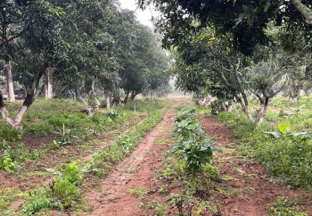 29.12 Acre Agricultural/Farm Land for Sale in Honnali, Davanagere