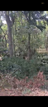 2.27 Acre Agricultural/Farm Land for Sale in KHB Colony, Chikmagalur