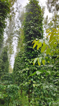 28 Acre Agricultural/Farm Land for Sale in Sathyamangala, Hassan