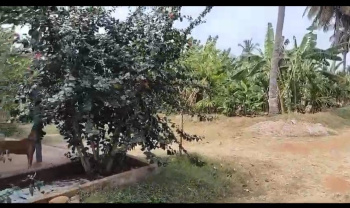 Agricultural/Farm Land for Sale in Halaguru, Mandya (7 Acre)