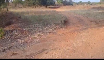 Agricultural/Farm Land for Sale in Doddaballapur, Bangalore (55 Guntha)