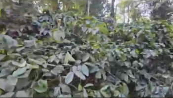 Agricultural/Farm Land for Sale in Sakleshpur, Hassan (2.15 Acre)