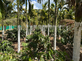 4.5 Acre Agricultural/Farm Land for Sale in Joythinagar, Chikmagalur