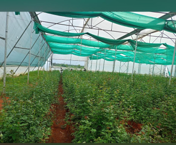 Agricultural/Farm Land for Sale in Gauribidanur, Bangalore (6.18 Acre)