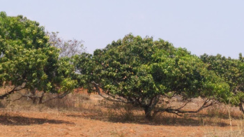 Agricultural/Farm Land for Sale in Ramanagara, Bangalore (1 Acre)