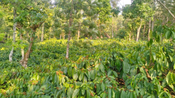 4 Acre Agricultural/Farm Land for Sale in Sringeri, Chikmagalur