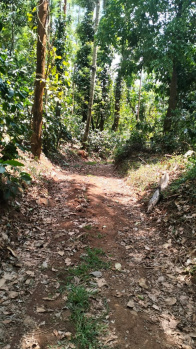 Agricultural/Farm Land for Sale in Mudigere, Chikmagalur (3 Acre)