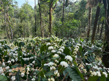 Agricultural/Farm Land for Sale in Mudigere, Chikmagalur (25 Acre)
