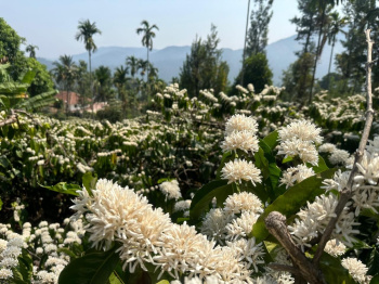 Agricultural/Farm Land for Sale in Mudigere, Chikmagalur (30 Acre)