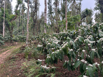 Agricultural/Farm Land for Sale in Mudigere, Chikmagalur (14 Acre)