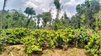 Agricultural/Farm Land for Sale in Tarikere, Chikmagalur (4 Acre)