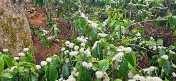 Agricultural/Farm Land for Sale in Sakleshpur, Hassan (2 Acre)