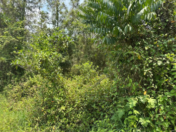 Agricultural/Farm Land for Sale in Mudigere, Chikmagalur (4 Acre)