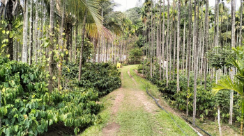 Agricultural/Farm Land for Sale in Balehonnur, Chikmagalur (36 Acre)