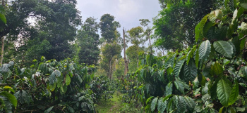 Agricultural/Farm Land for Sale in Sakleshpur, Hassan (3.33 Acre)