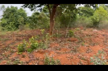 Agricultural/Farm Land for Sale in Mudigere, Chikmagalur (2 Acre)