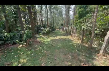 Agricultural/Farm Land for Sale in Mudigere, Chikmagalur (2 Acre)